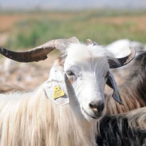 Adaklık & Kurbanlık Keçi