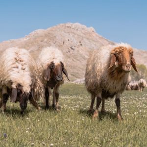 Adaklık & Kurbanlık Koyun